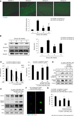 Rejuvenation of Helicobacter pylori–Associated Atrophic Gastritis Through Concerted Actions of Placenta-Derived Mesenchymal Stem Cells Prevented Gastric Cancer